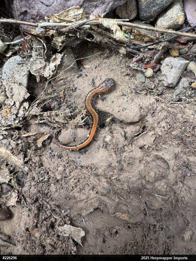 Eastern Red-backed  Salamander