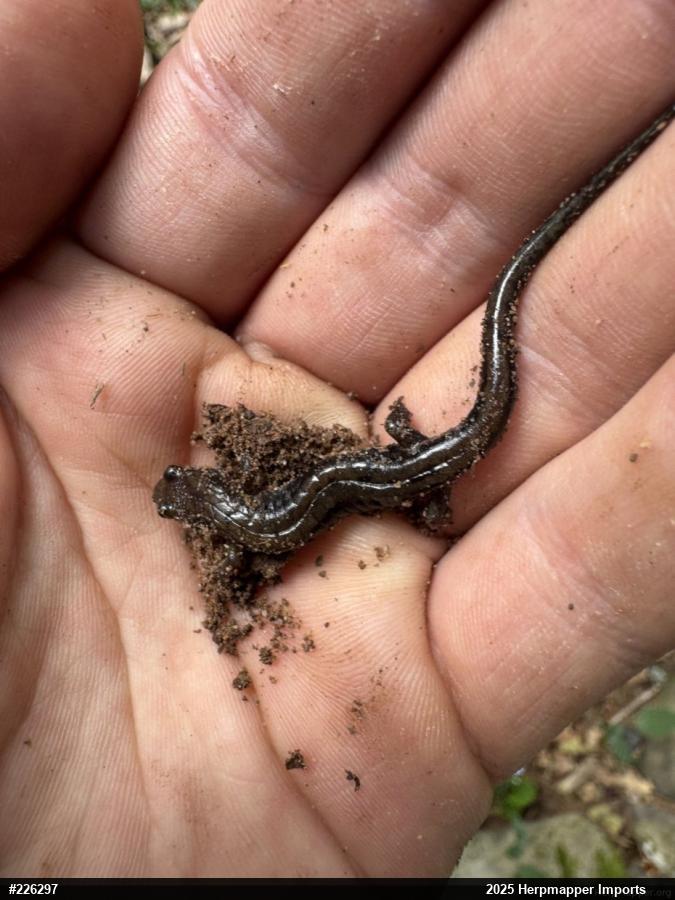 Allegheny Mountain Dusky Salamander
