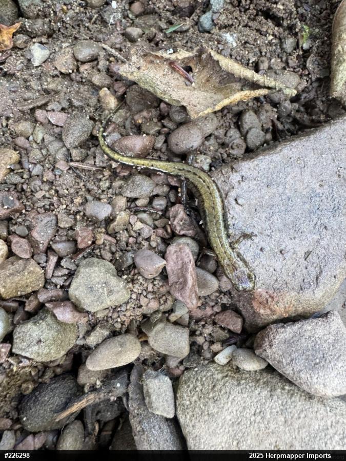 Allegheny Mountain Dusky Salamander