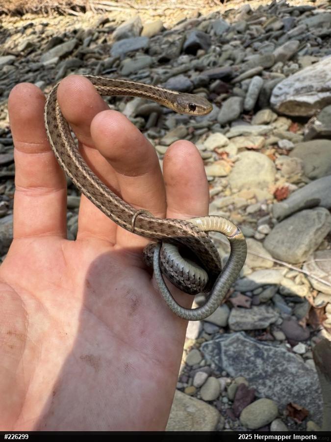 Eastern Gartersnake