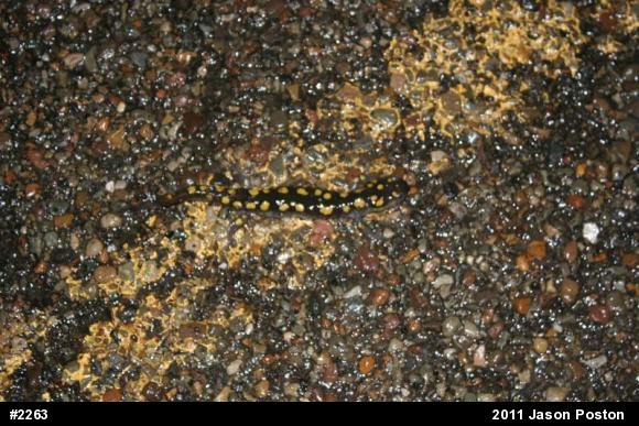 Spotted Salamander