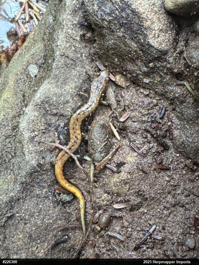 Allegheny Mountain Dusky Salamander