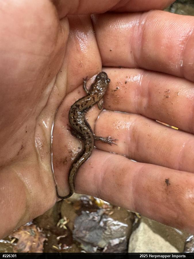Allegheny Mountain Dusky Salamander