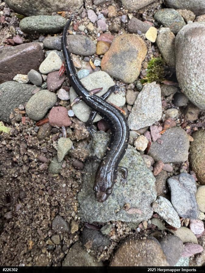 Allegheny Mountain Dusky Salamander