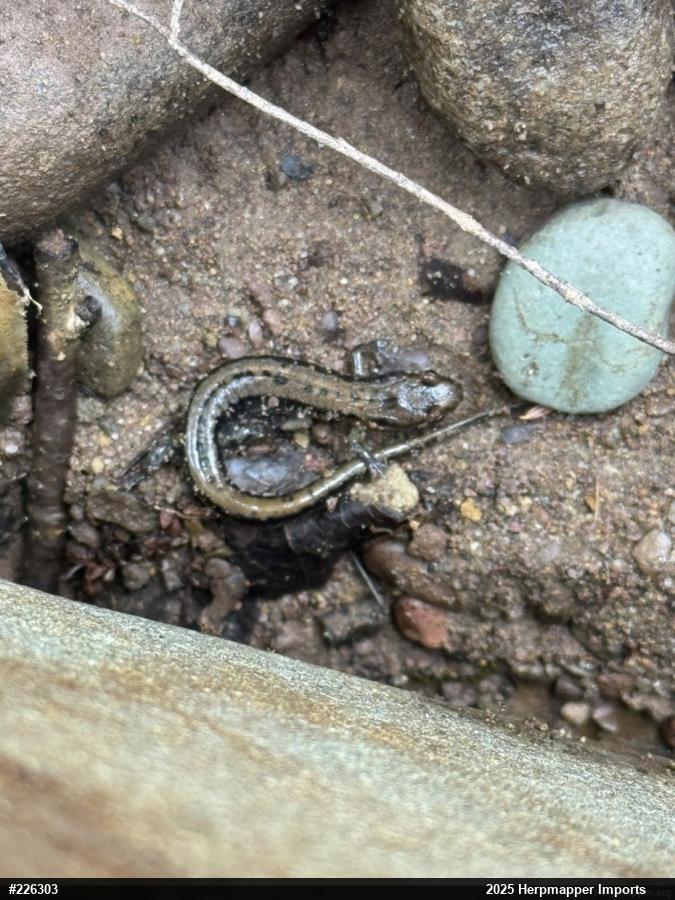 Allegheny Mountain Dusky Salamander