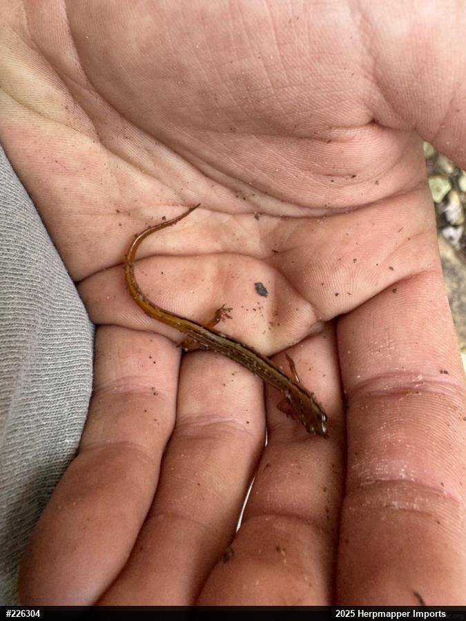 Northern Two-lined Salamander