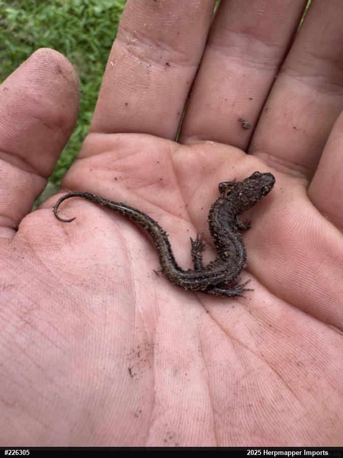 Allegheny Mountain Dusky Salamander