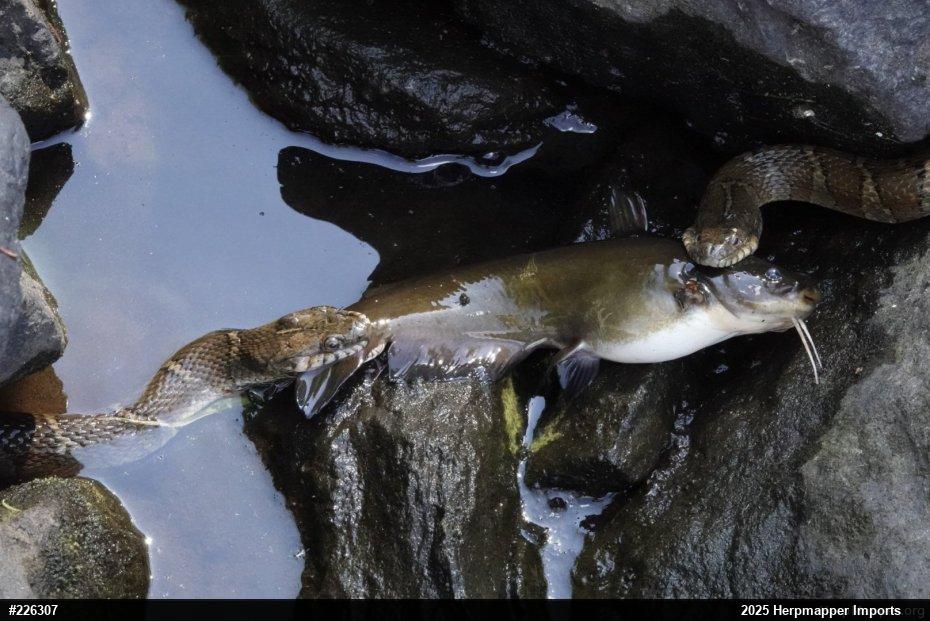 Northern Watersnake