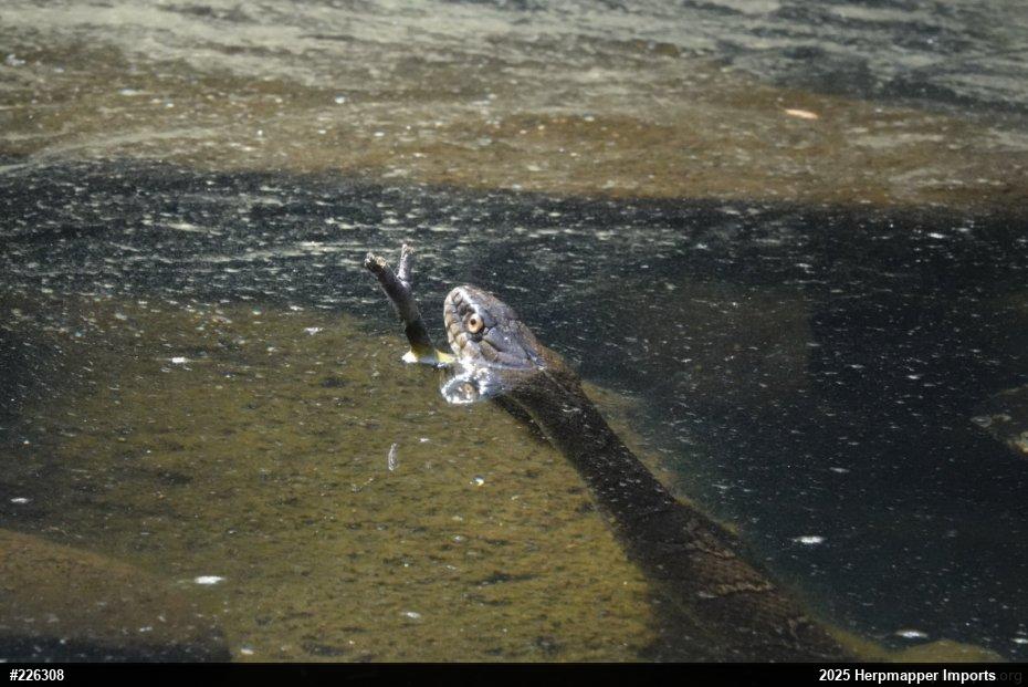 Northern Watersnake