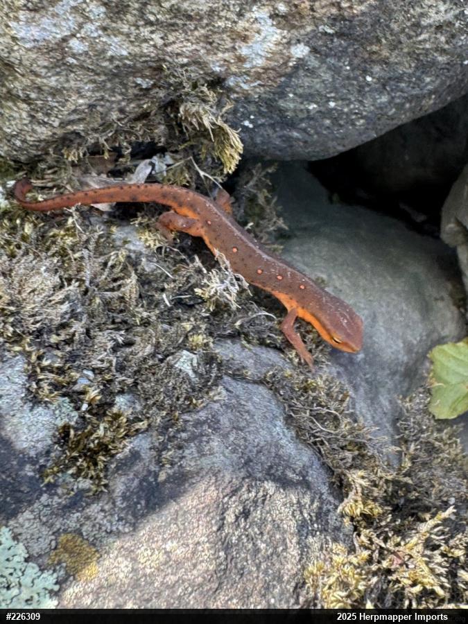 Red-spotted Newt