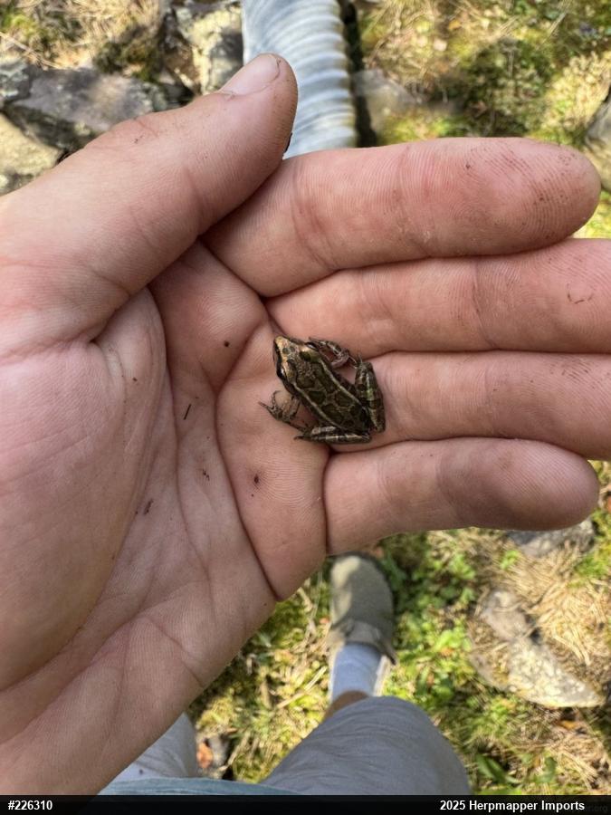 Pickerel Frog