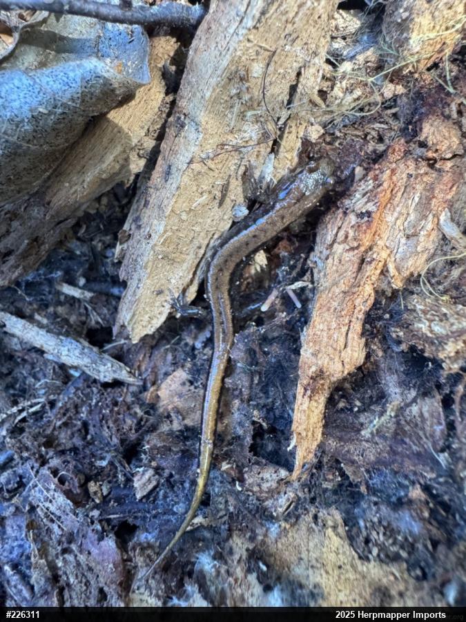 Allegheny Mountain Dusky Salamander
