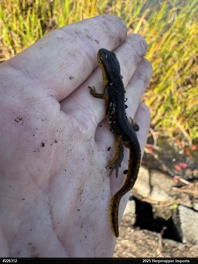 Red-spotted Newt
