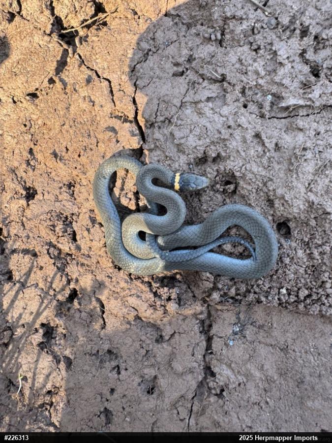 Northern Ring-necked Snake