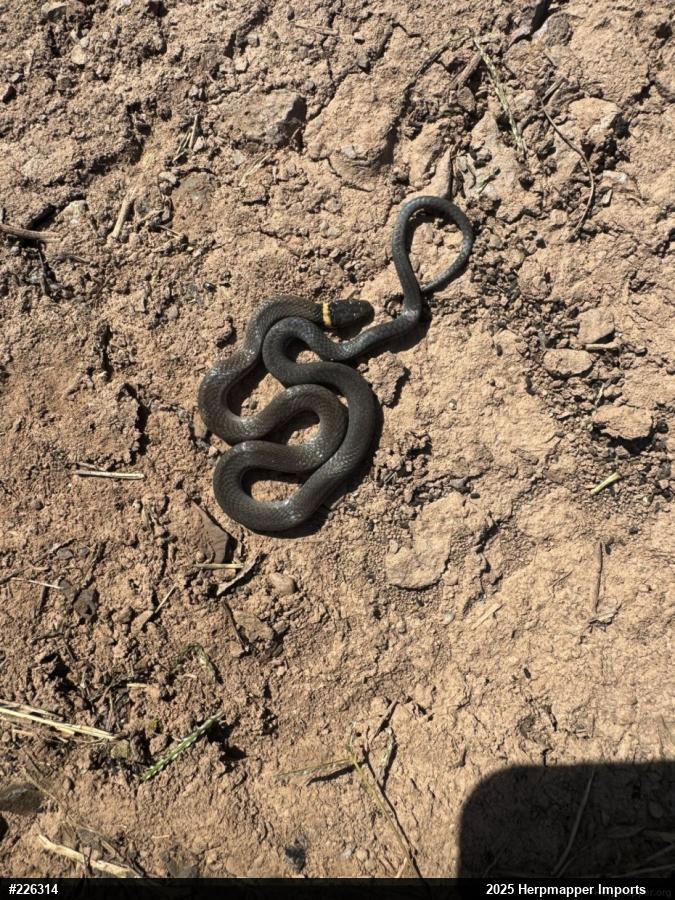 Northern Ring-necked Snake