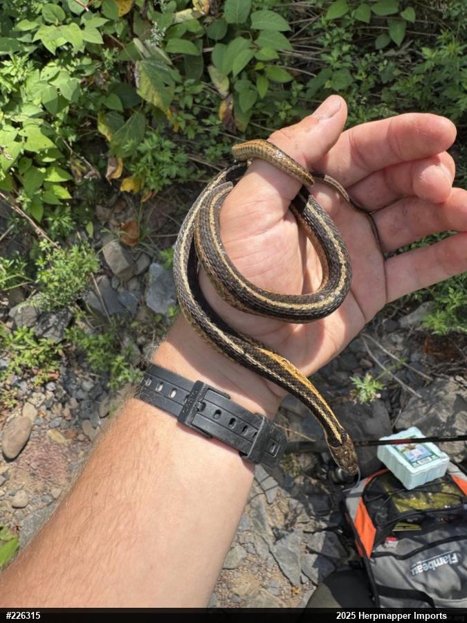 Eastern Gartersnake