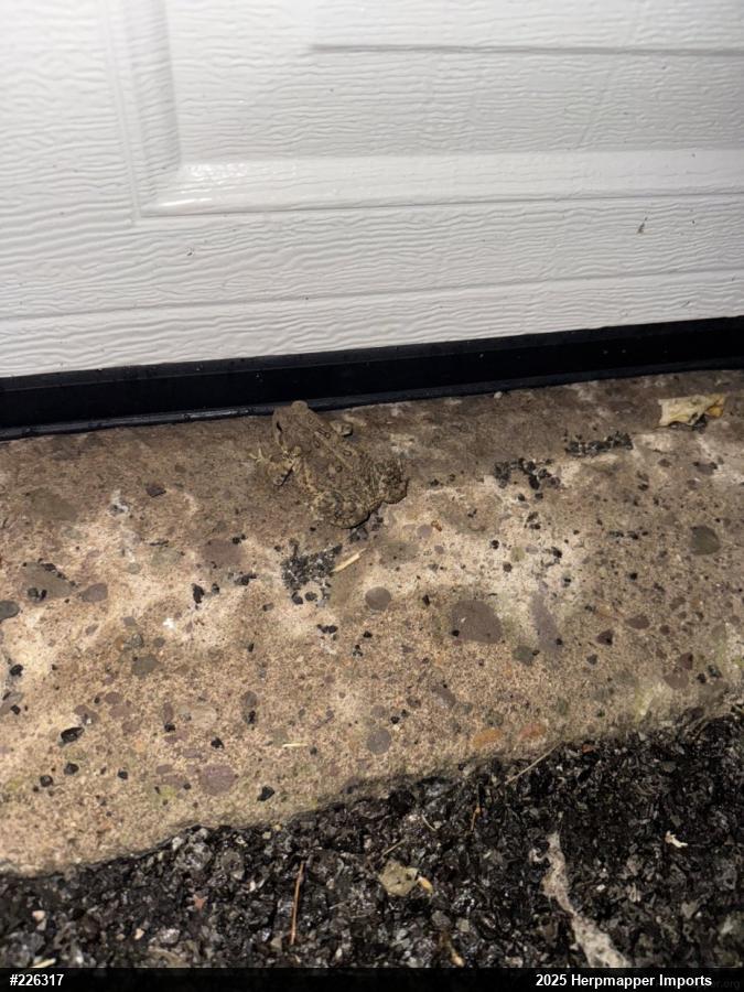 Eastern American Toad