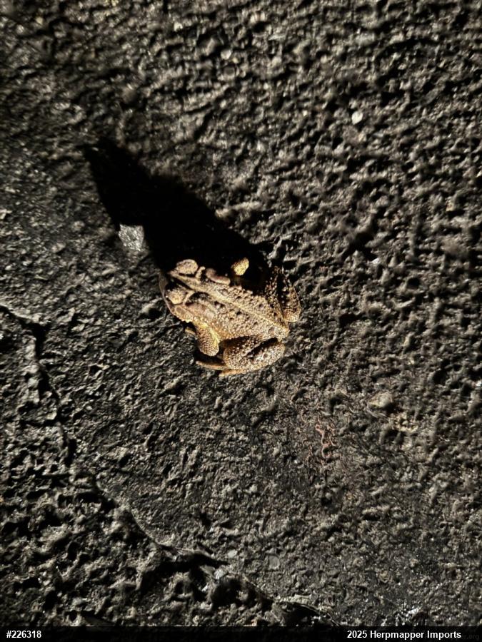 Eastern American Toad