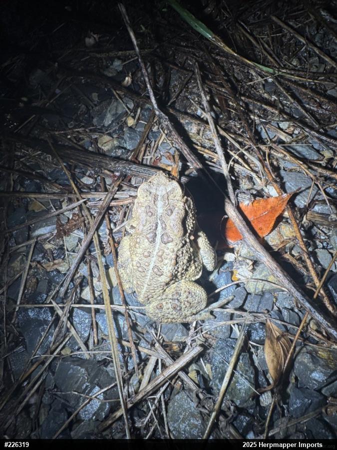 Eastern American Toad