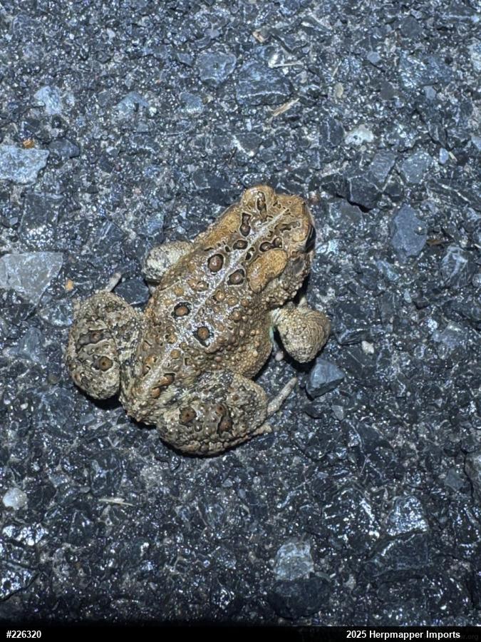 Eastern American Toad