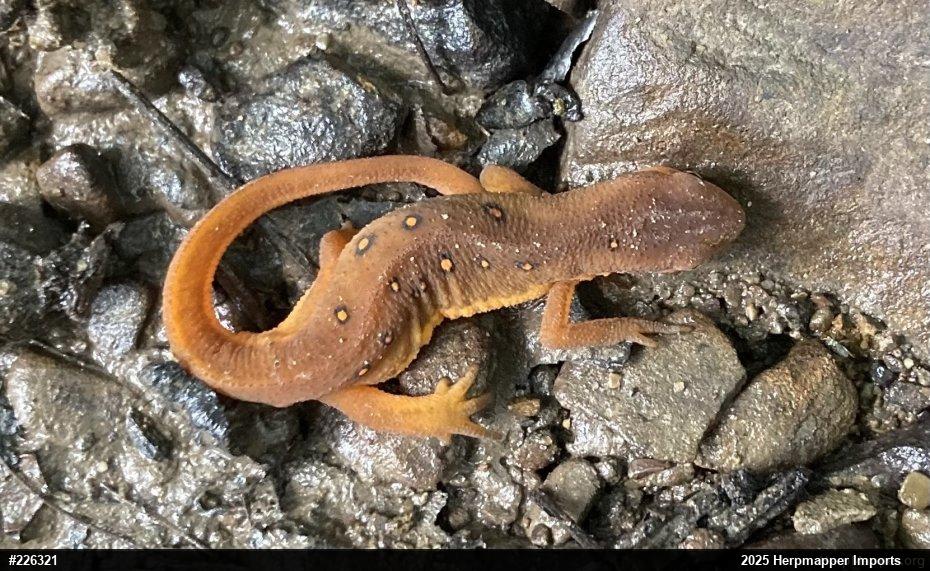 Red-spotted Newt