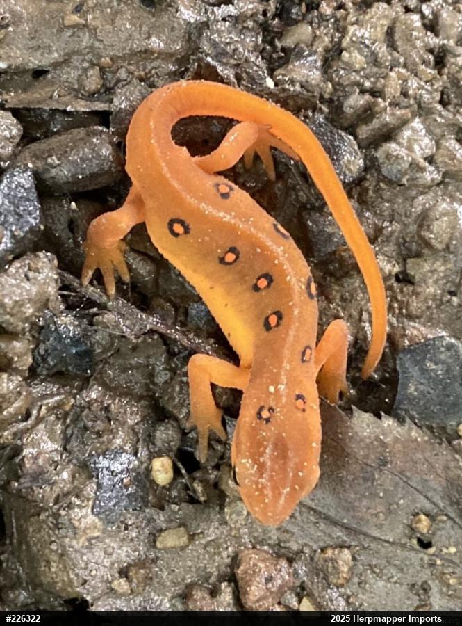 Red-spotted Newt