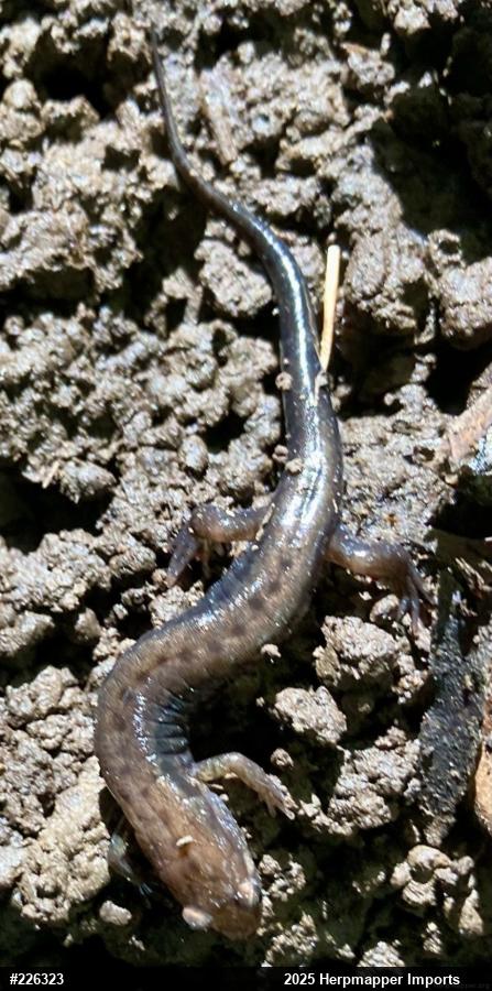 Allegheny Mountain Dusky Salamander