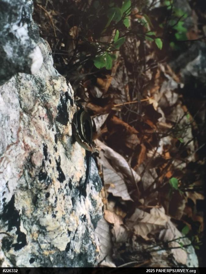 Northern Coal Skink