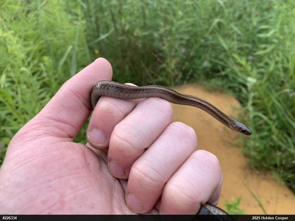 Shorthead Gartersnake