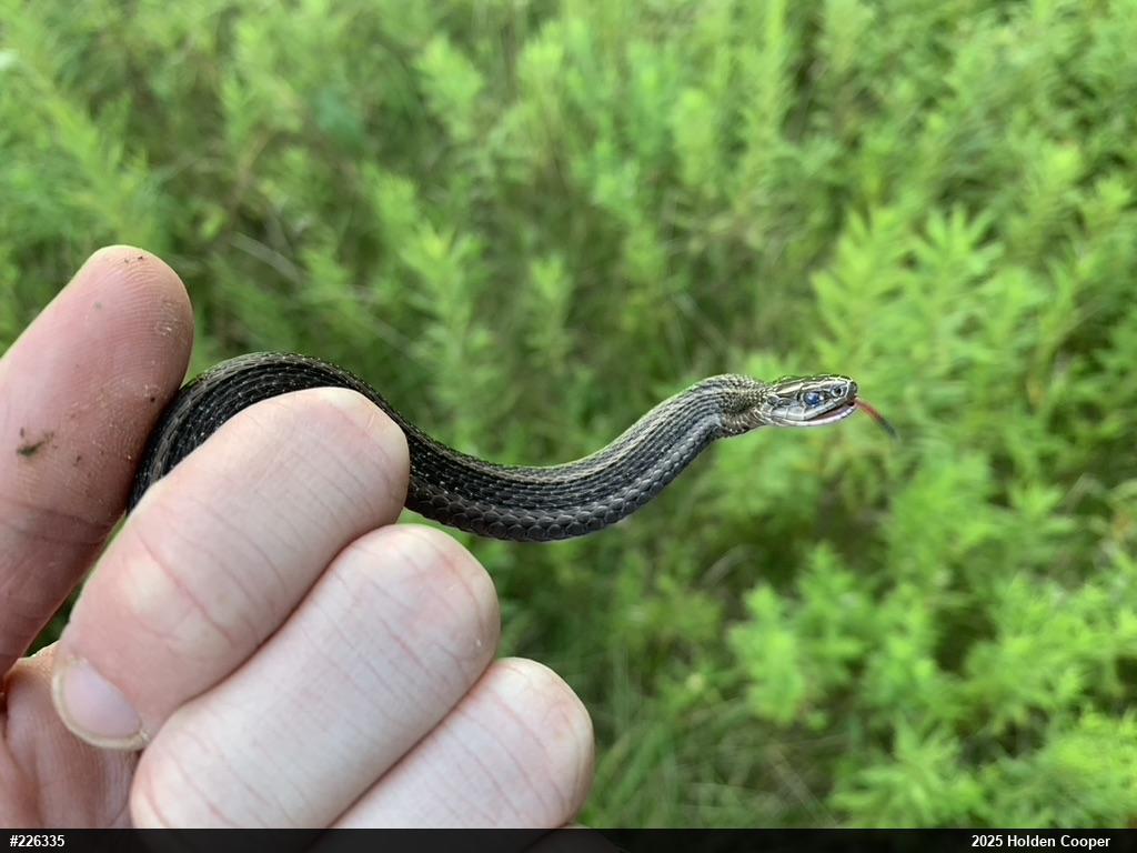 Shorthead Gartersnake
