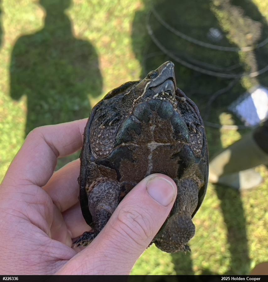 Eastern Musk Turtle