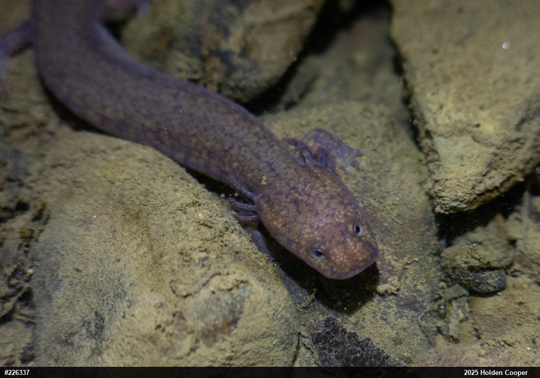 Northern Spring Salamander