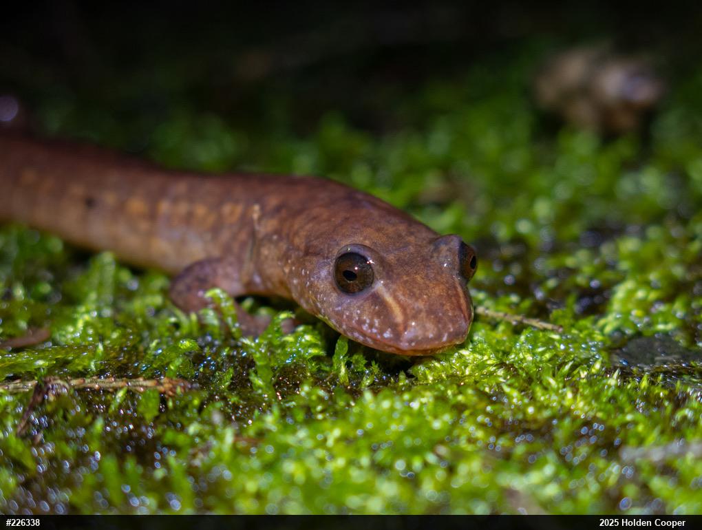 Northern Spring Salamander
