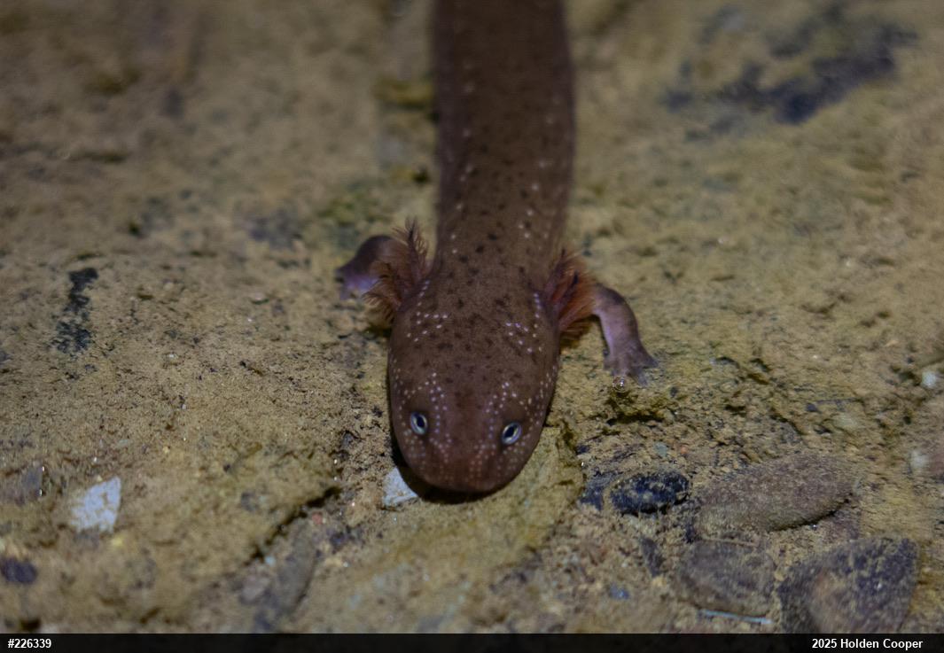 Northern Red Salamander