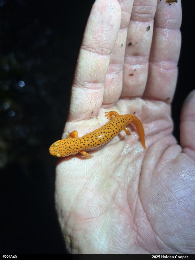 Northern Red Salamander