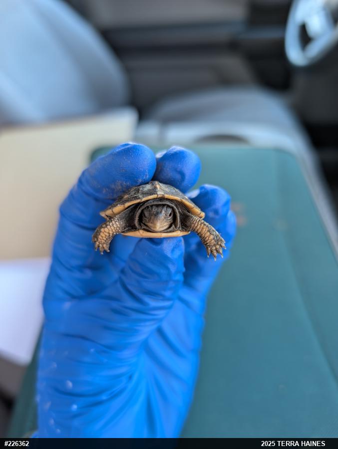 Eastern Box Turtle