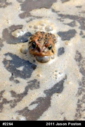 Eastern American Toad
