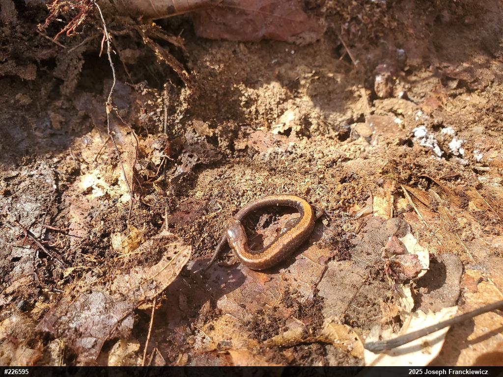 Eastern Red-backed  Salamander