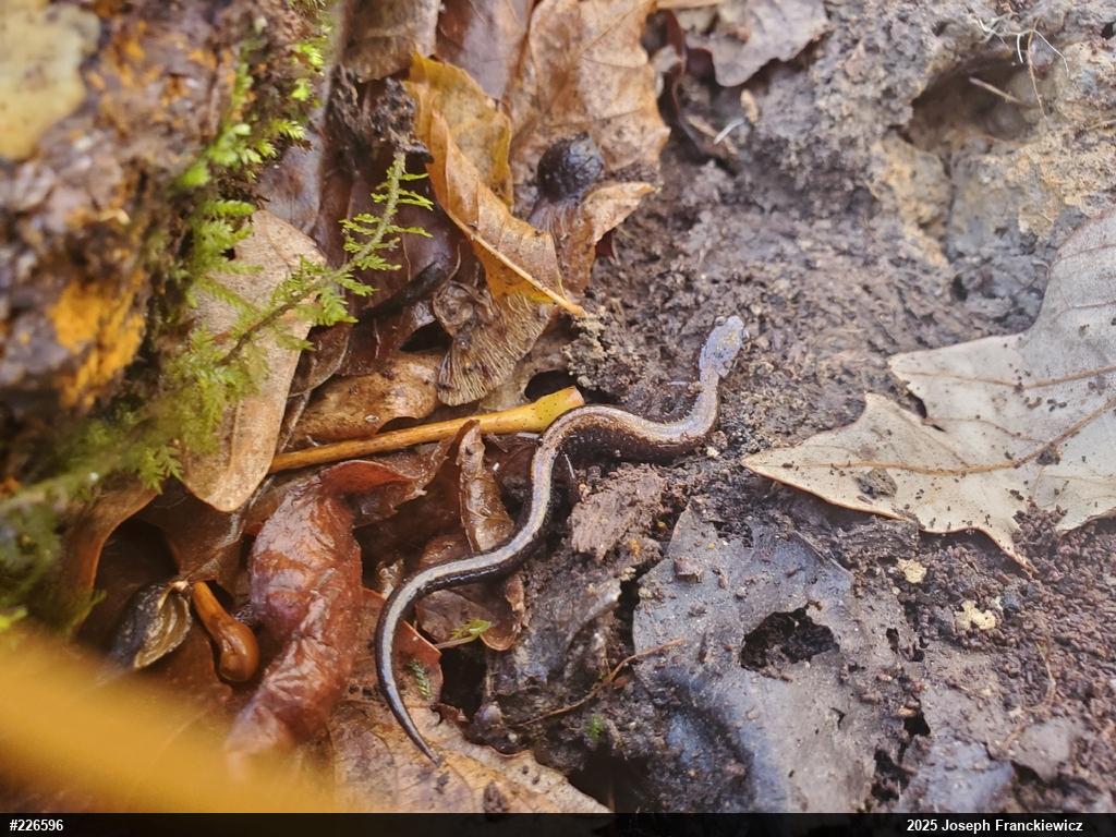 Eastern Red-backed  Salamander