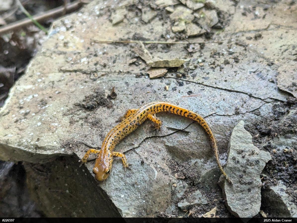Eastern Long-tailed Salamander