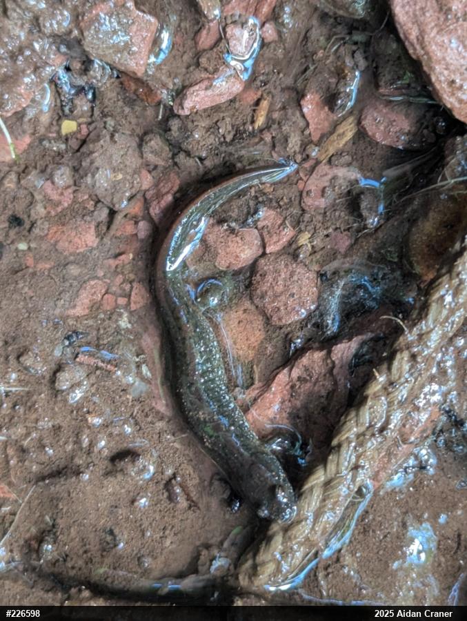 Northern Dusky Salamander