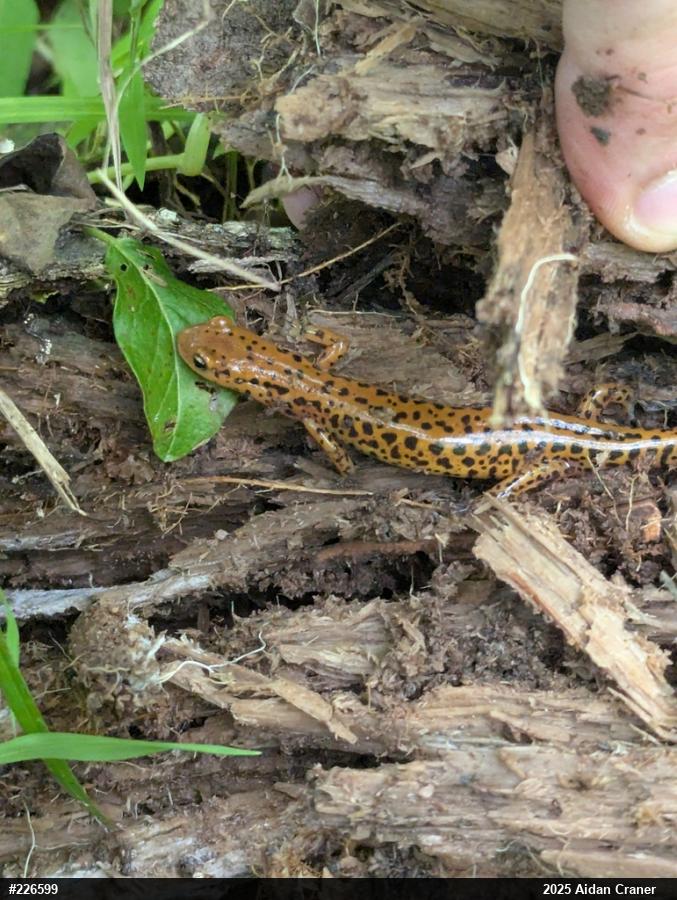 Eastern Long-tailed Salamander