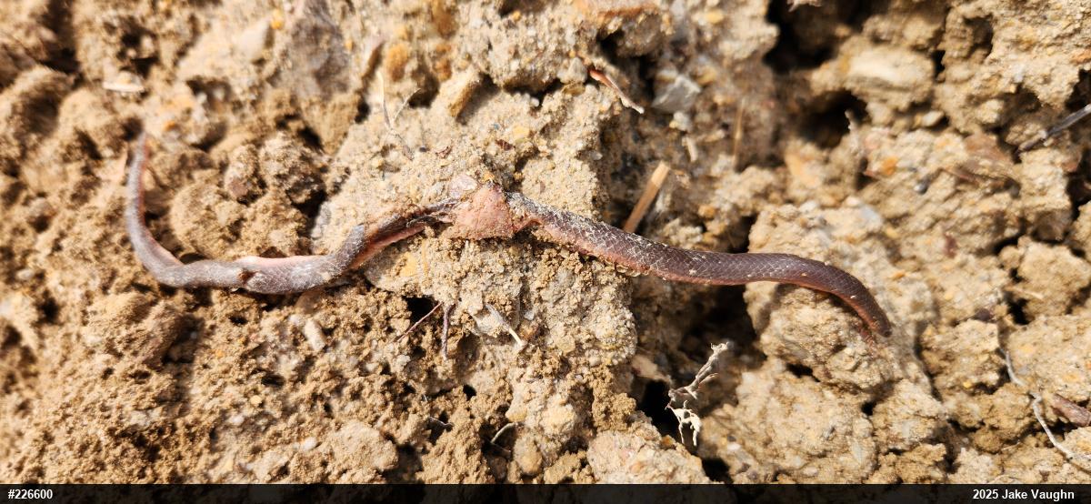Eastern Wormsnake