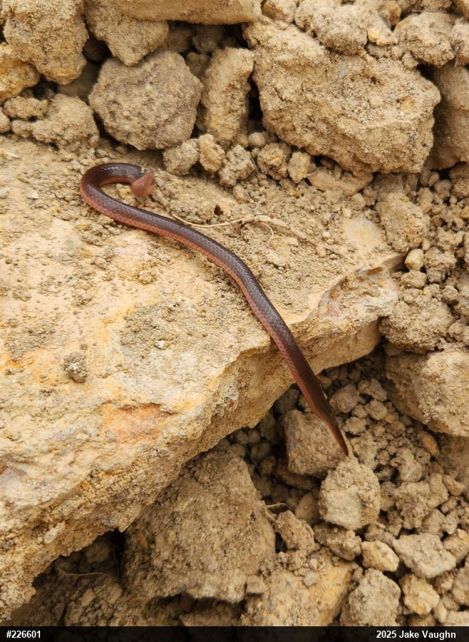 Eastern Wormsnake