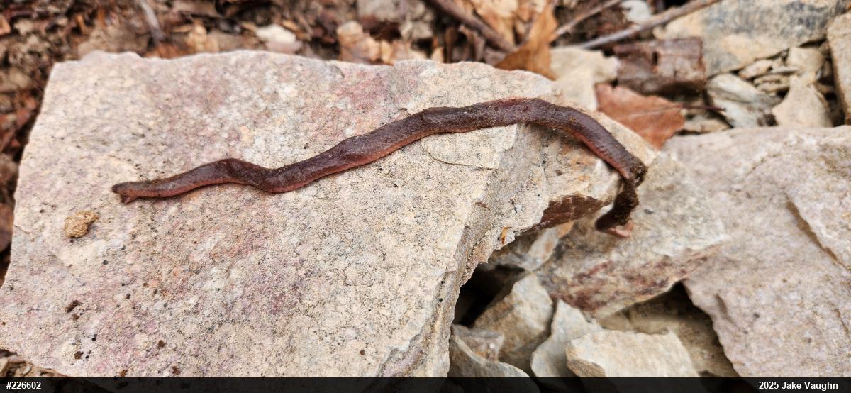 Eastern Wormsnake