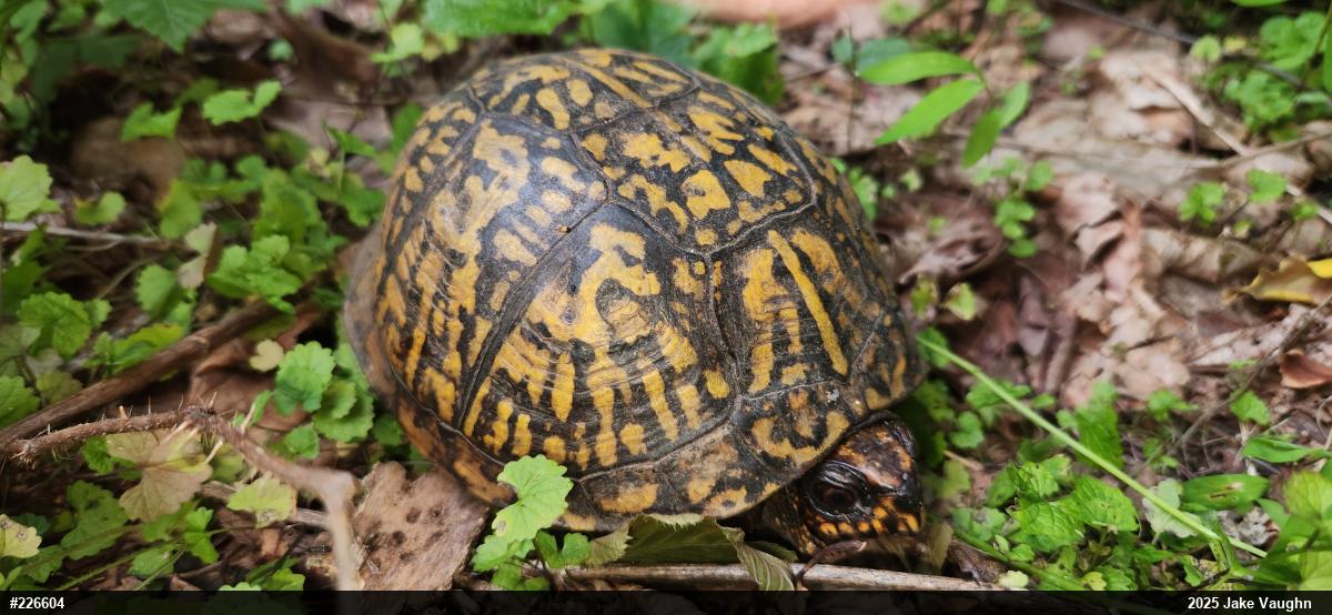 Eastern Box Turtle