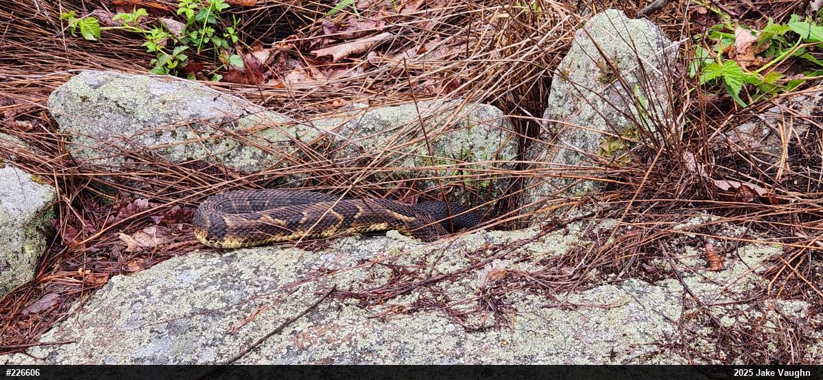Timber Rattlesnake
