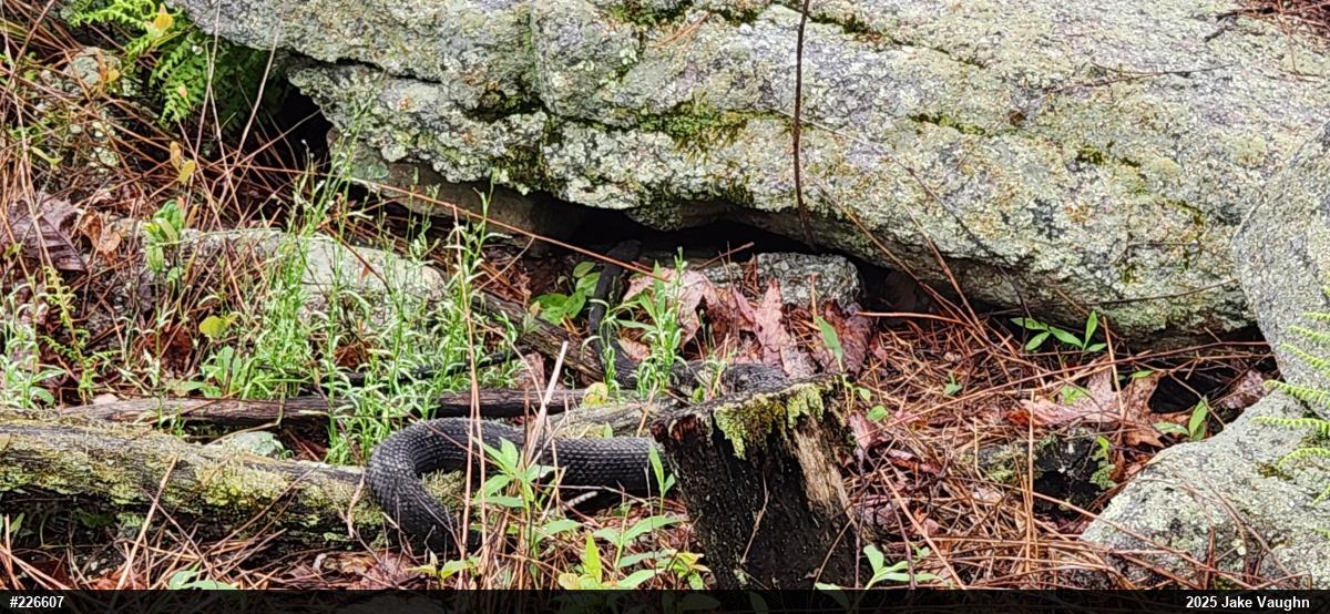 Timber Rattlesnake