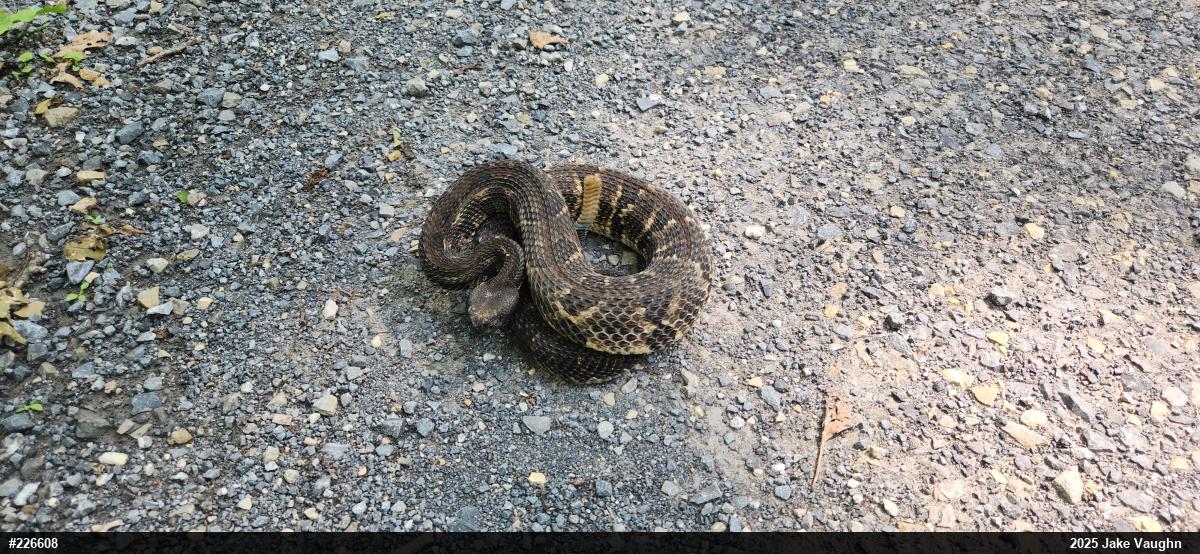 Timber Rattlesnake