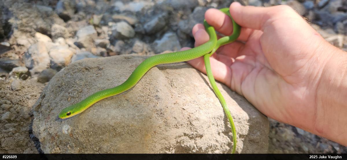 Smooth Greensnake